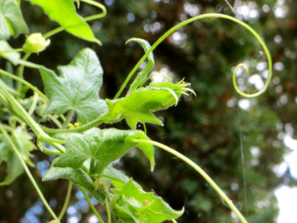 20140627Bryonia_dioica5