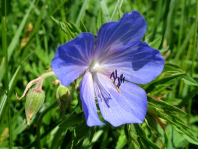 20140514Geranium_pratense