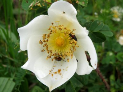 20140427Rosa_spinosissima05