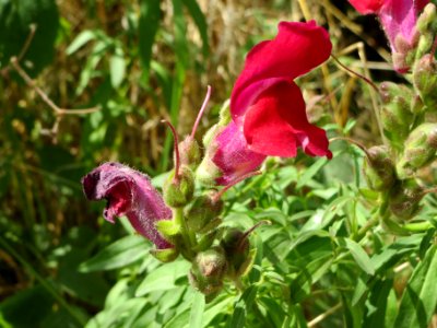 20140627Antirrhinum_majus5