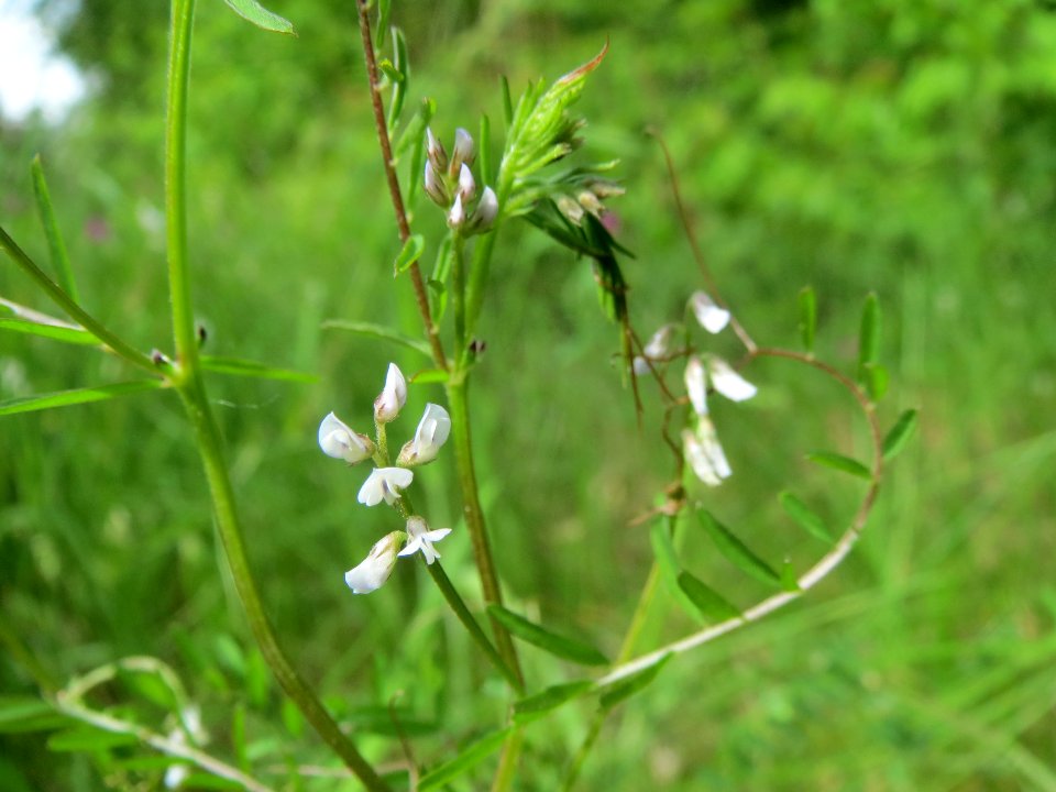 20140513Vicia_hirsuta4