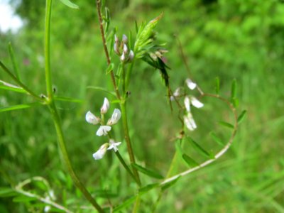 20140513Vicia_hirsuta4