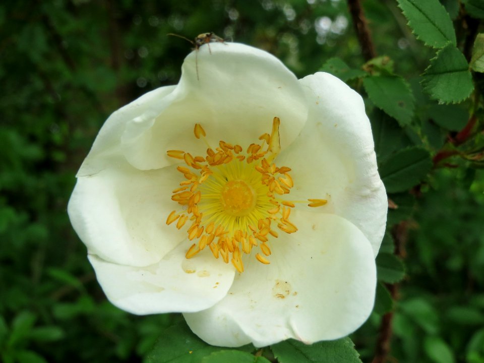 20140427Rosa_spinosissima06