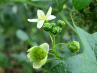 20140627Bryonia_dioica2