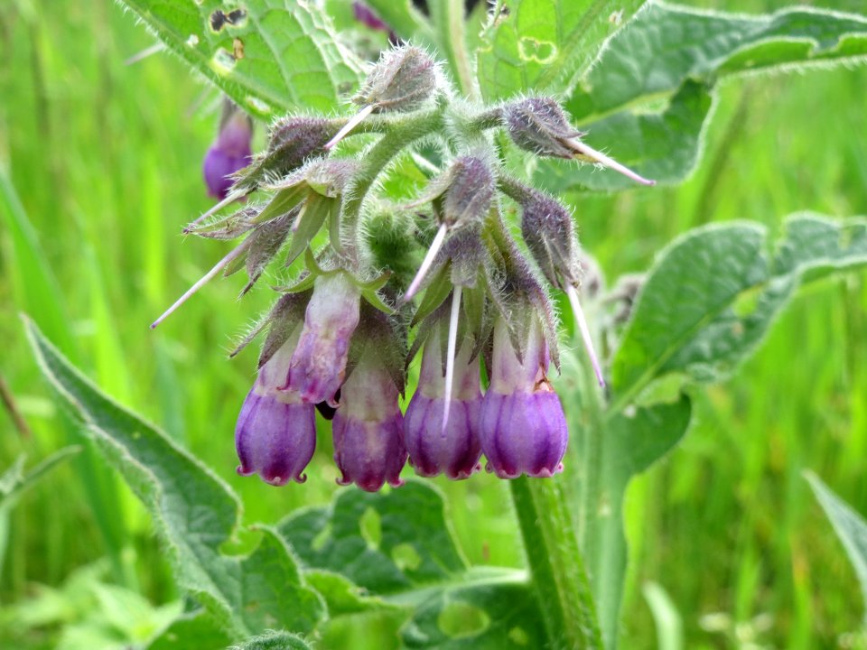 20140427Symphytum_officinale2