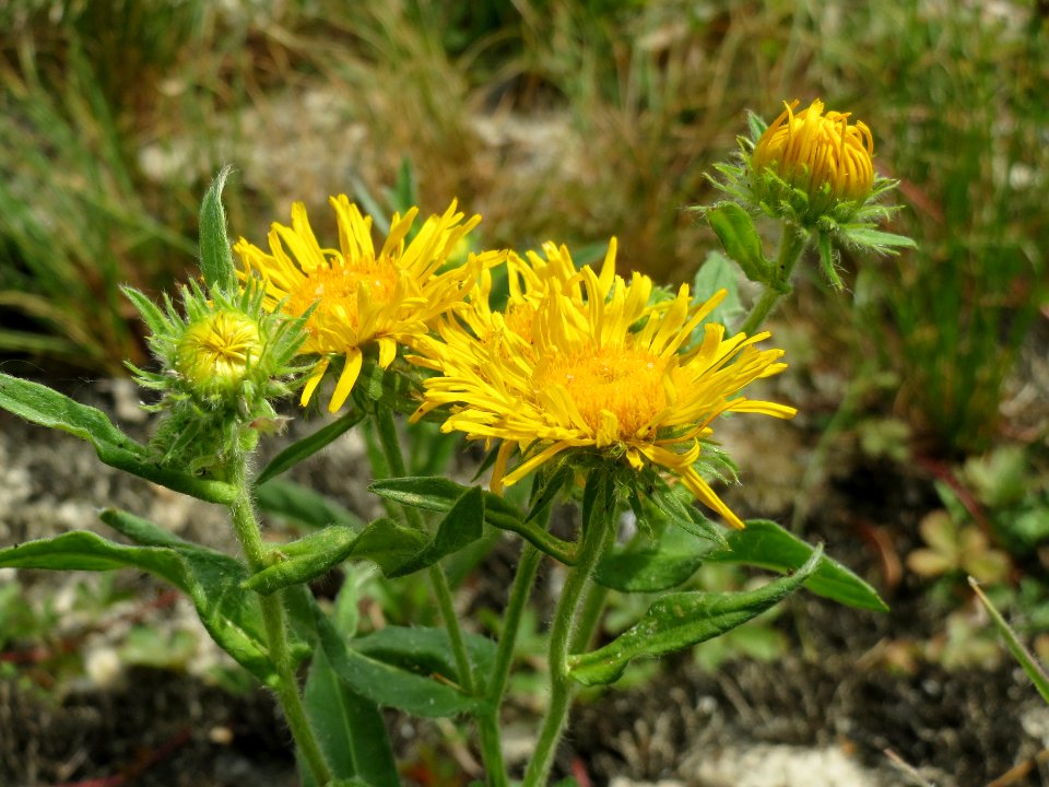 20140627Inula_britannica4