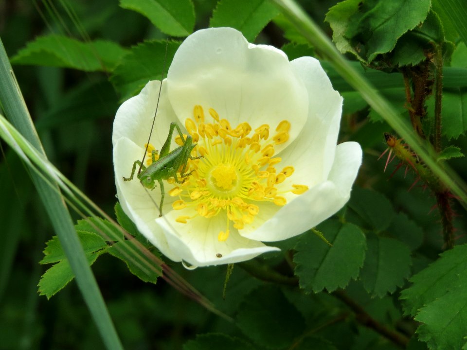 20140427Rosa_spinosissima08