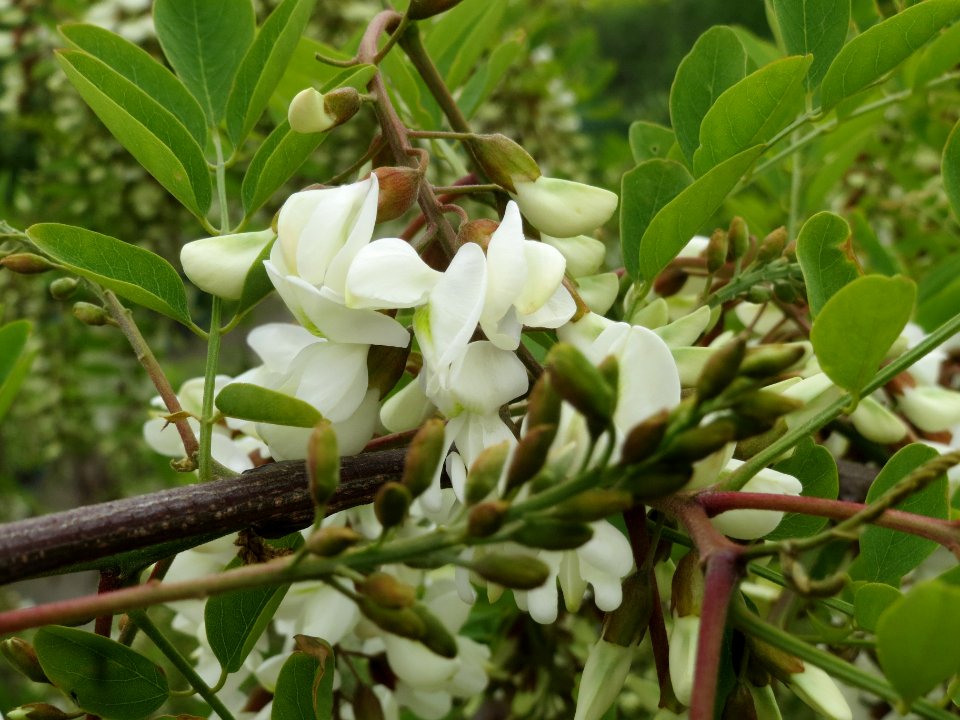 20140427Robinia_pseudoacacia3