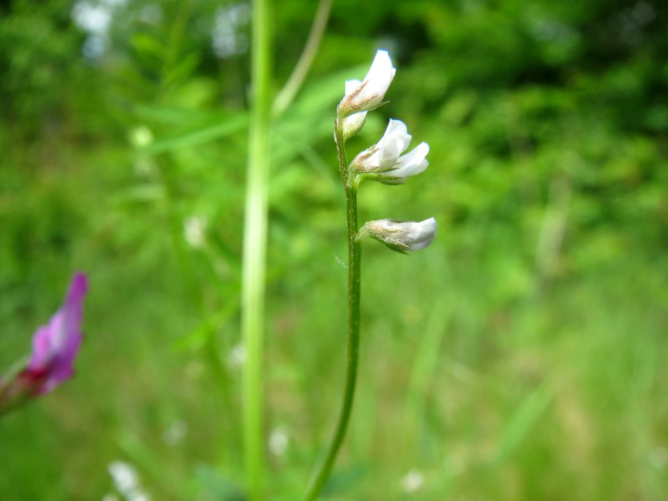 20140513Vicia_hirsuta3