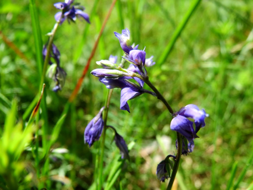 20140608Polygala_vulgaris3