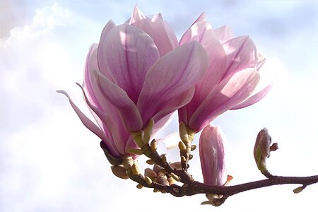 Magnolia x soulangiana tree spring