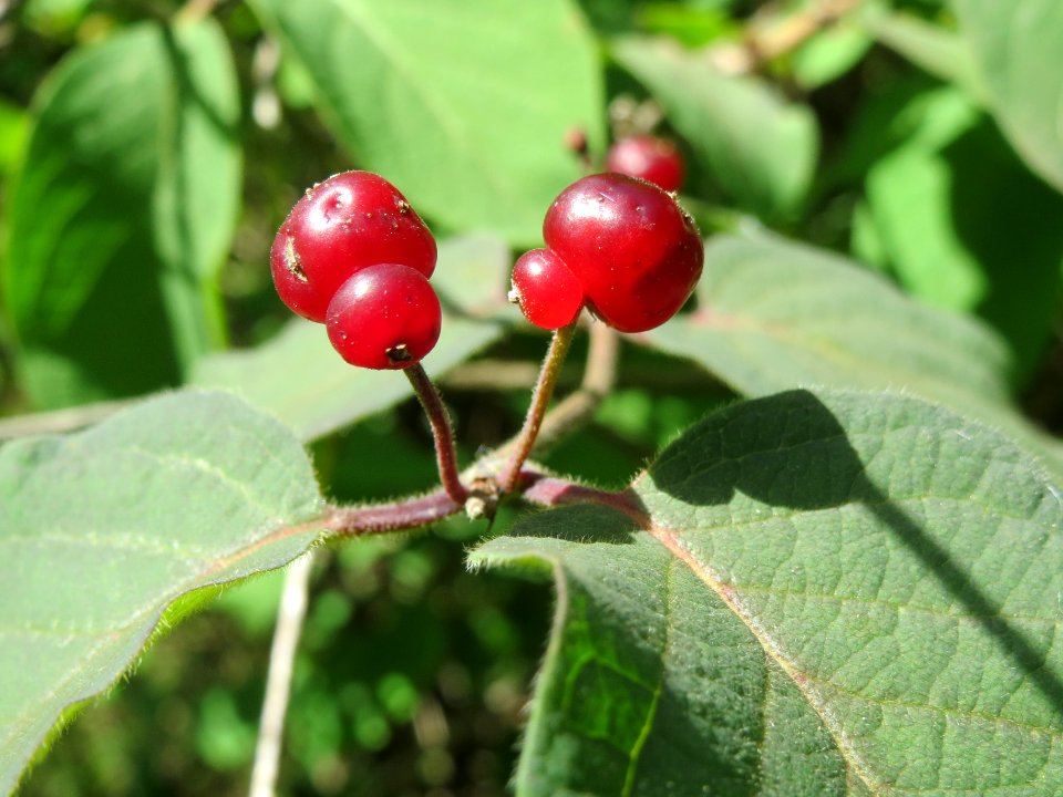 20140608Lonicera_xylosteum1