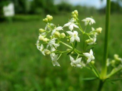 20140512Galium_mollugo1