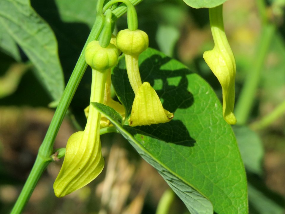 20140608Aristolochia_clematitis1