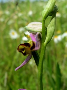 20140610Ophrys_apifera2