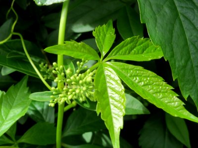 20140512Parthenocissus_quinquefolia2