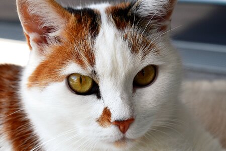 Animal cat face head