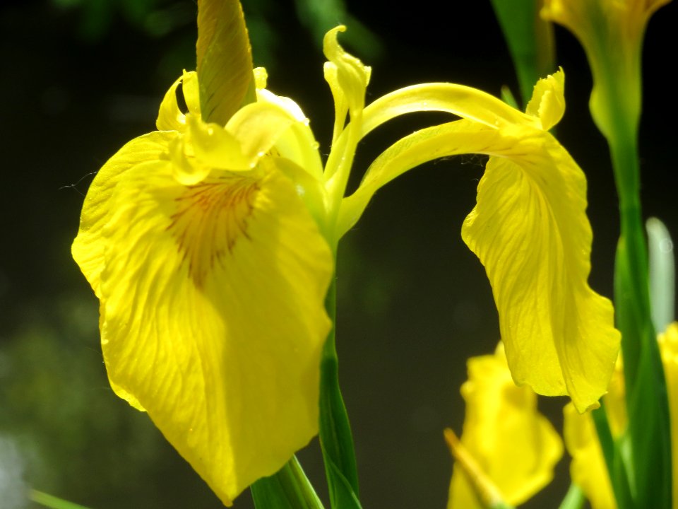 20140513Iris_pseudacorus2