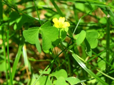 20140609Oxalis_stricta