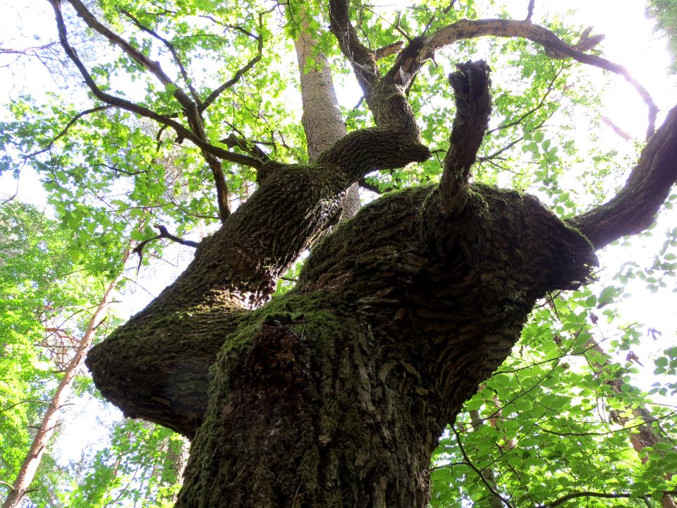 20140609Quercus_robur2