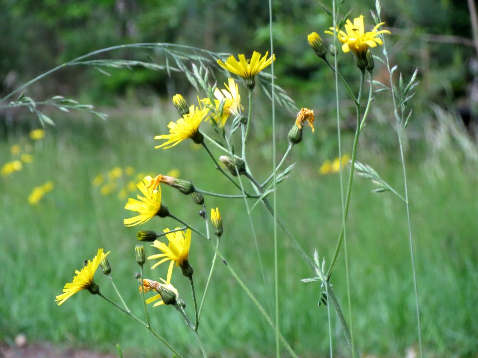 20140513Hieracium_murorum3