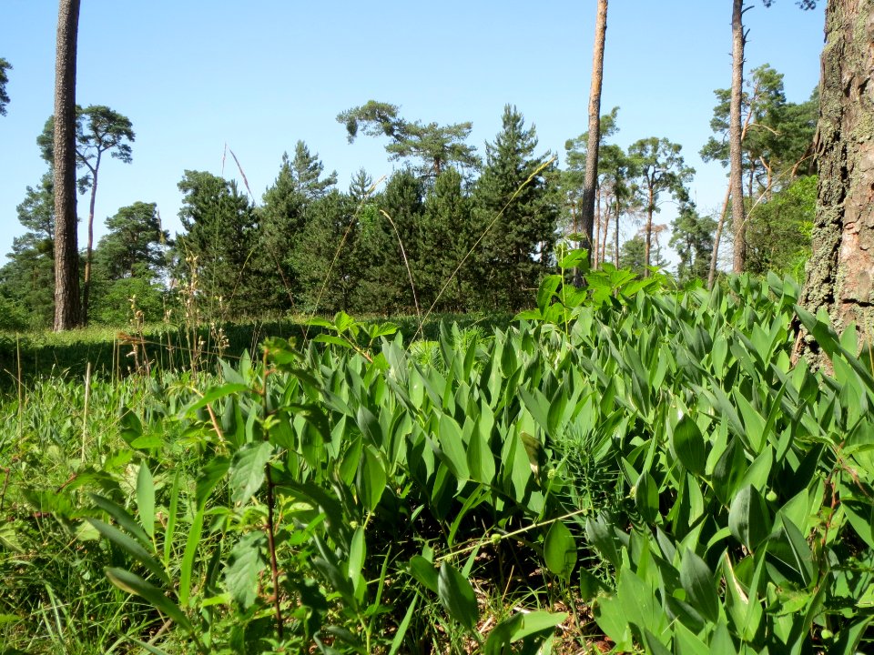 20140608Polygonatum_odoratum1