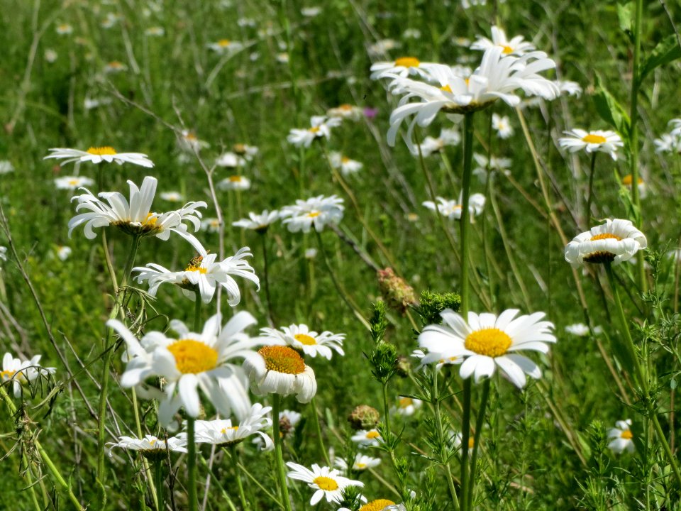 20140610Leucanthemum_vulgare