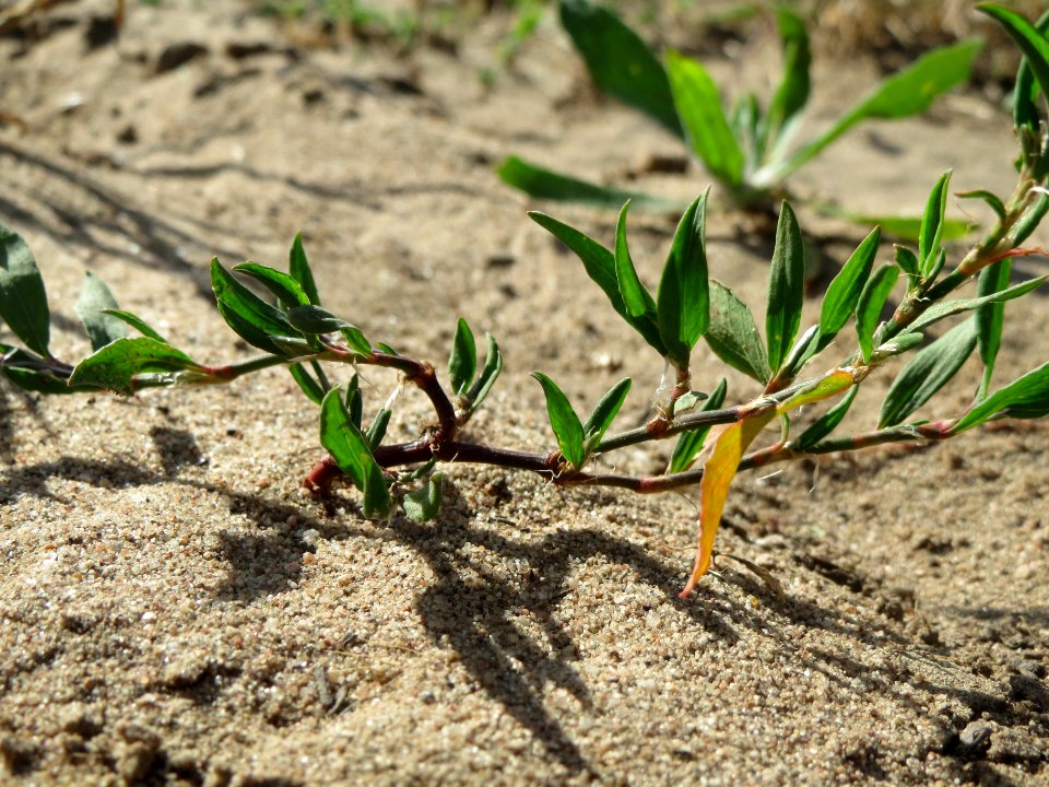 20140608Chenopodium_album2
