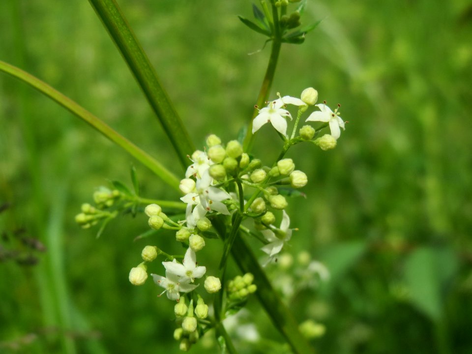 20140512Galium_mollugo2