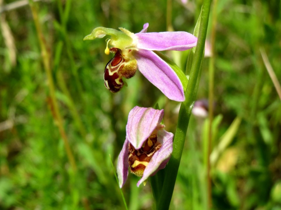 20140610Ophrys_apifera3