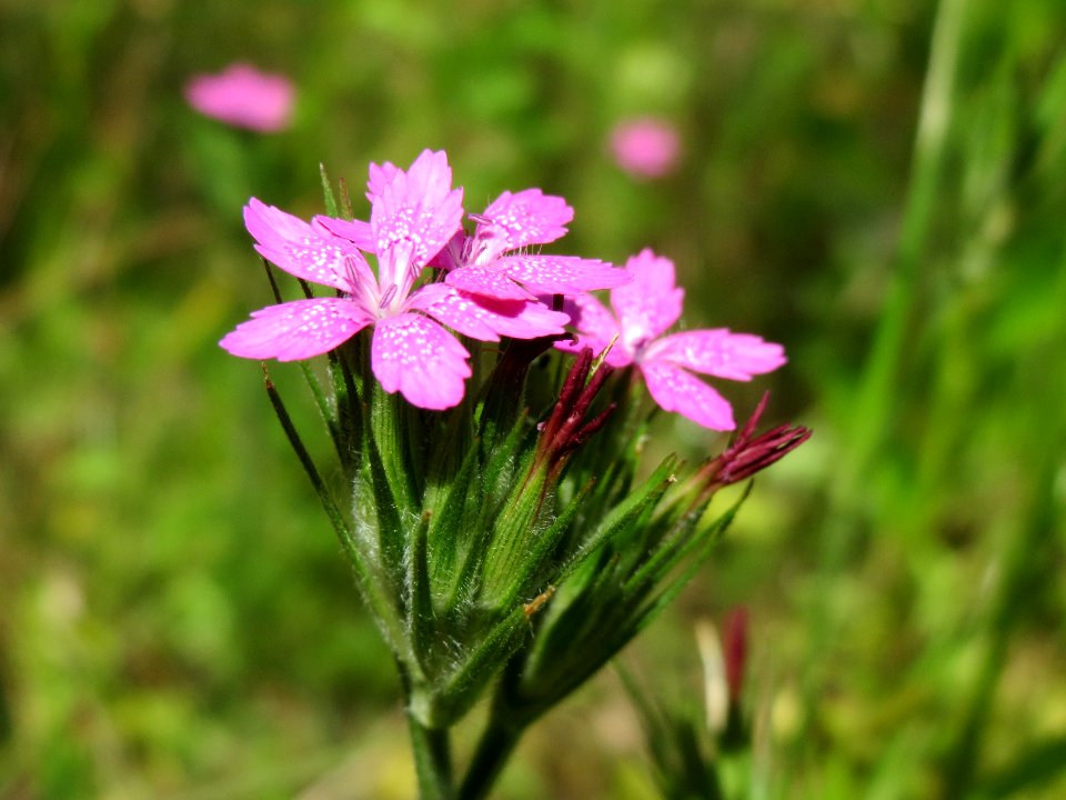 20140610Dianthus_armeria2