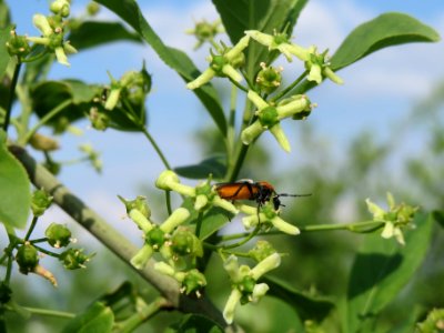 20140426Euonymus_europaeus