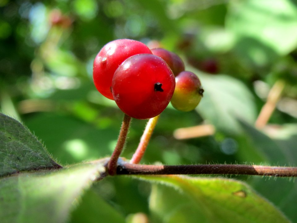 20140608Lonicera_xylosteum2