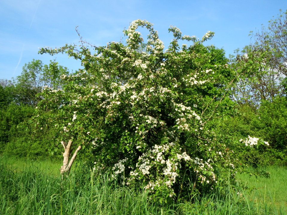 20140426Crataegus_monogyna1