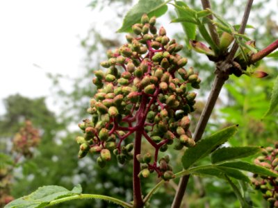 20140513Sambucus_racemosa2
