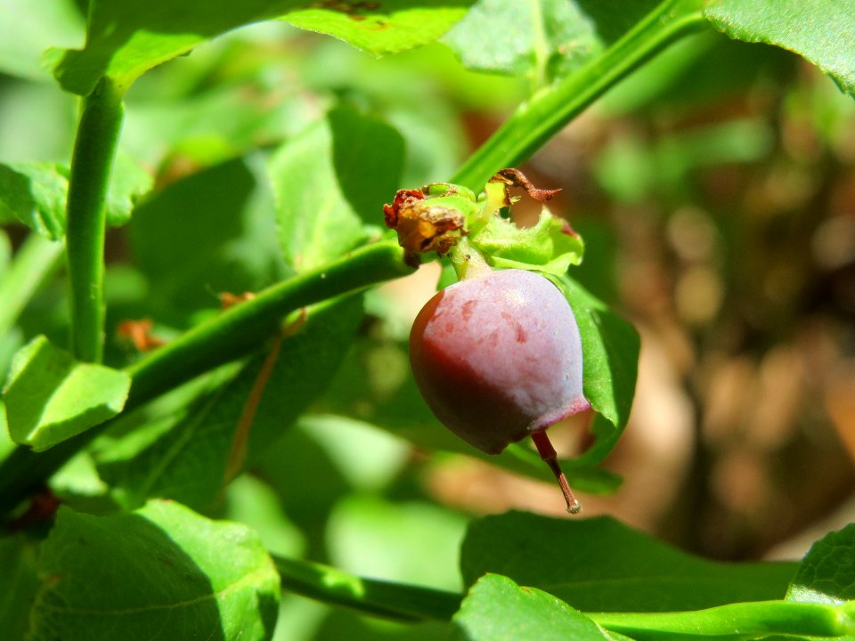 20140609Vaccinium_myrtillus3