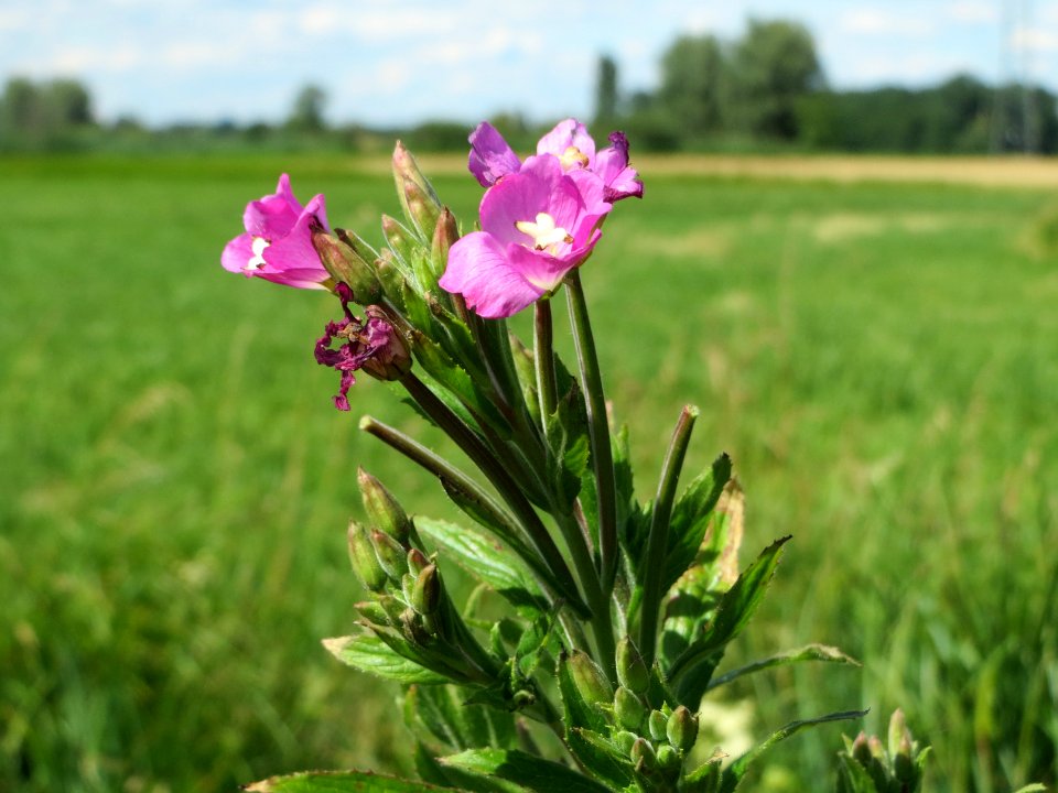 20140626Epilobium_hirsutum3