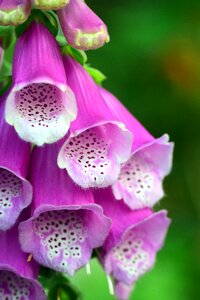 Digitalis purpurea flower blossom photo