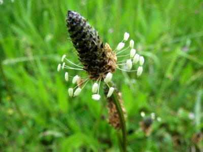 20140512Plantago_lanceolata2