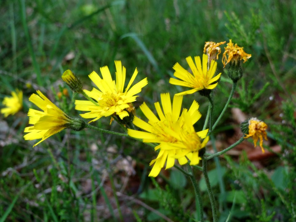 20140513Hieracium_murorum2