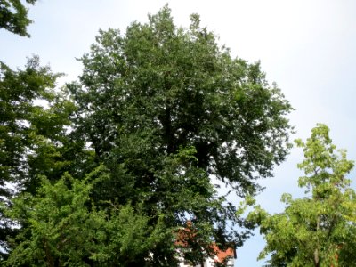 20140611Ulmus_glabra1 photo