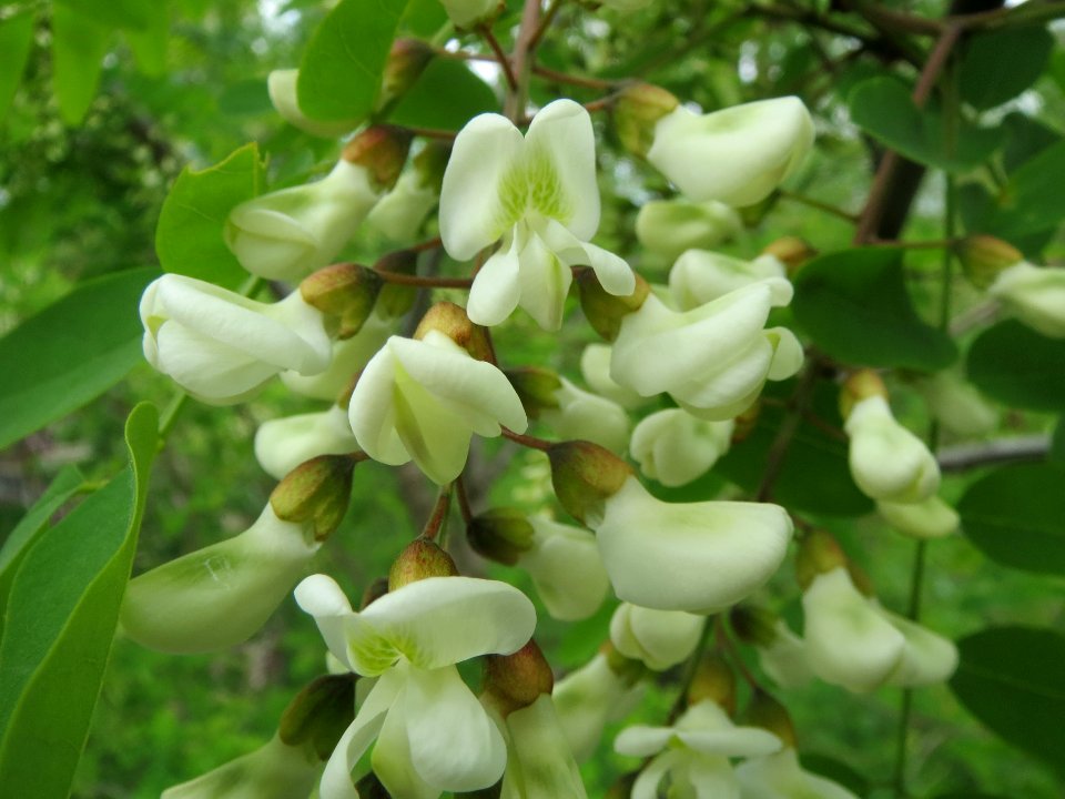 20140427Robinia_pseudoacacia1