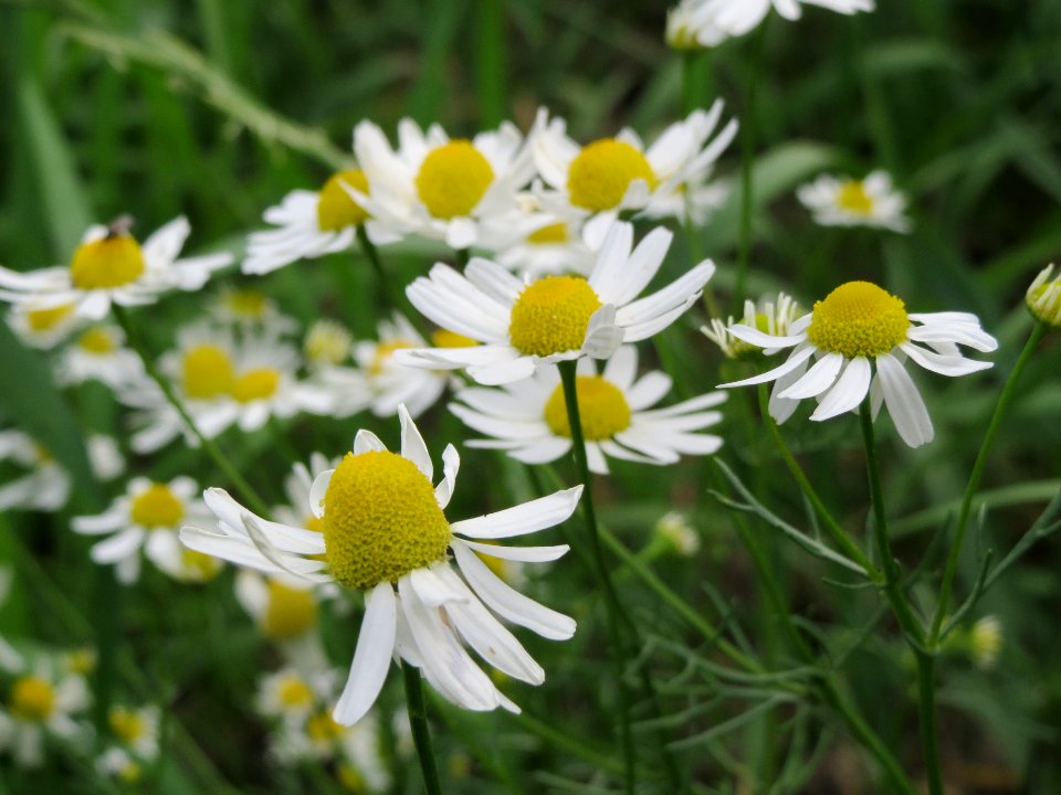 20140611Tripleurospermum_inodorum