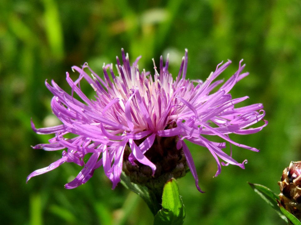 20140610Centaurea_jacea