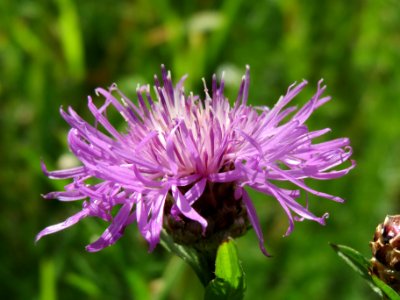 20140610Centaurea_jacea