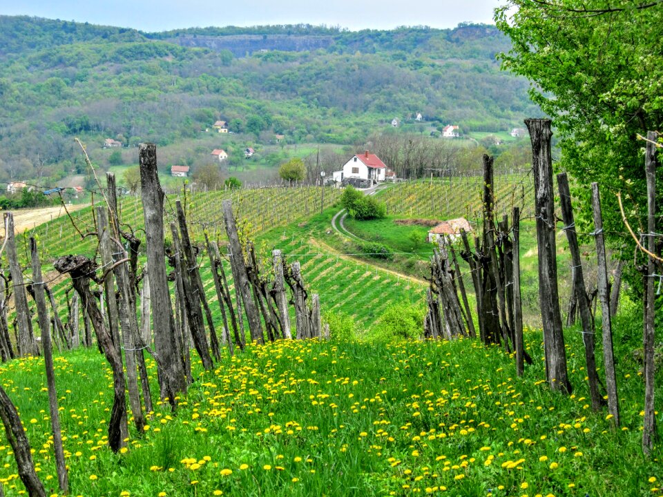 Vineyard landscapes landscape
