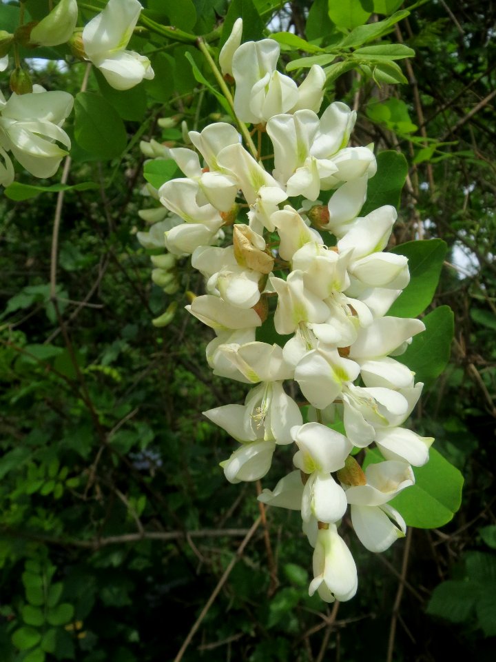 20140429Robinia_pseudoacacia1
