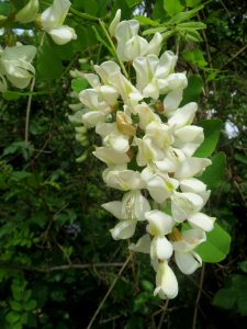 20140429Robinia_pseudoacacia1