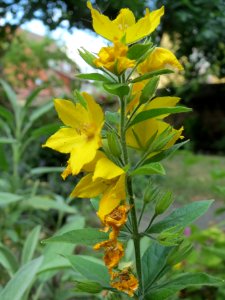 20140627Lysimachia_vulgaris