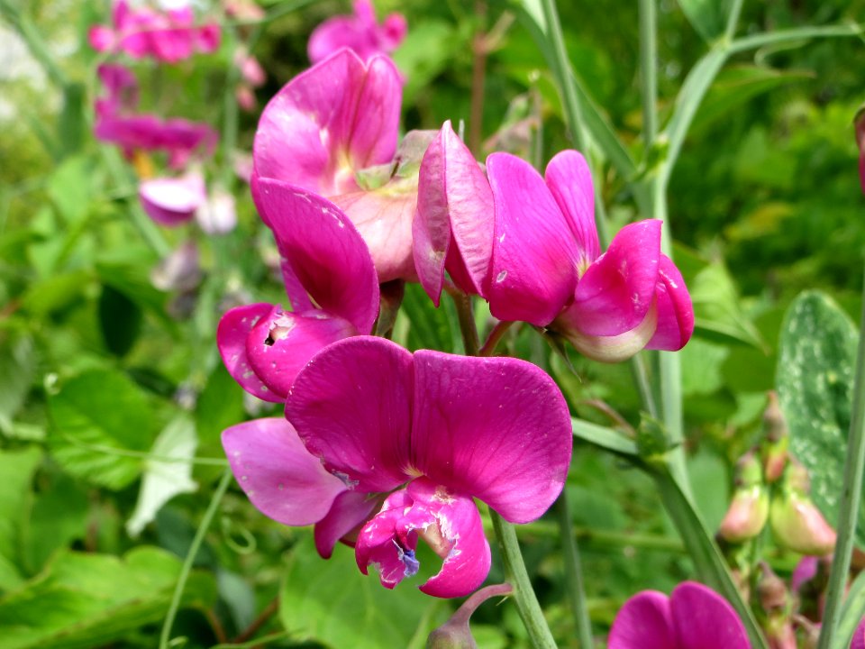 20140627Lathyrus_latifolius3